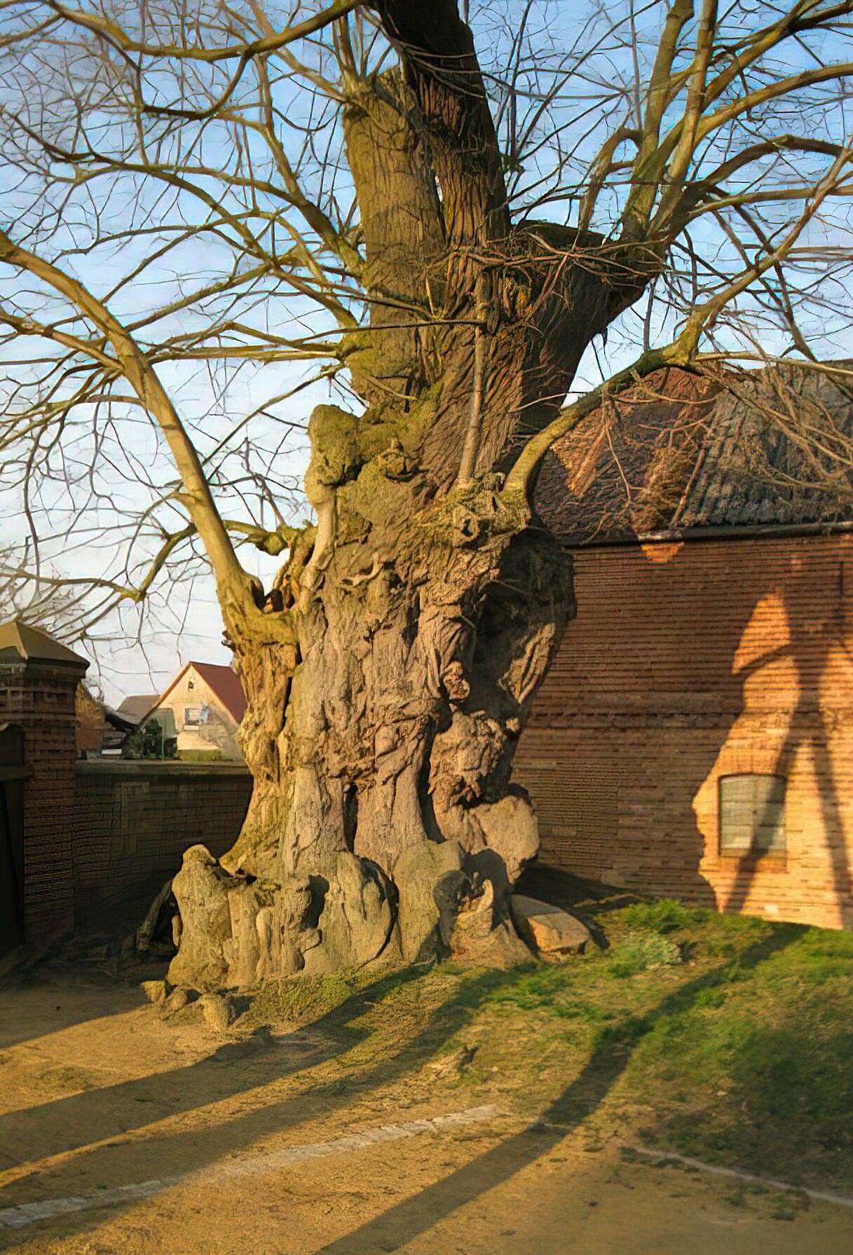 Alte Linde an der Kirche in Berge